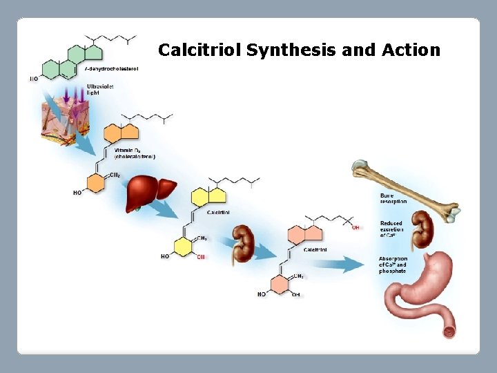 Calcitriol Synthesis and Action 