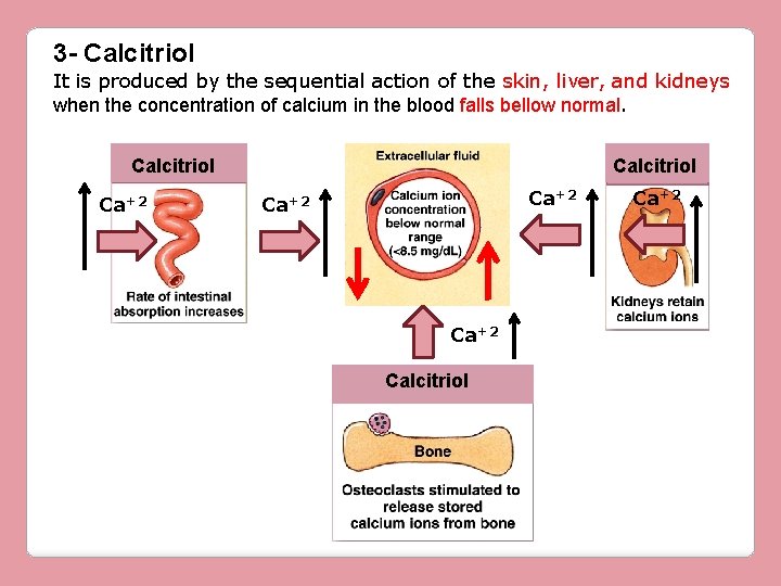 3 - Calcitriol It is produced by the sequential action of the skin, liver,