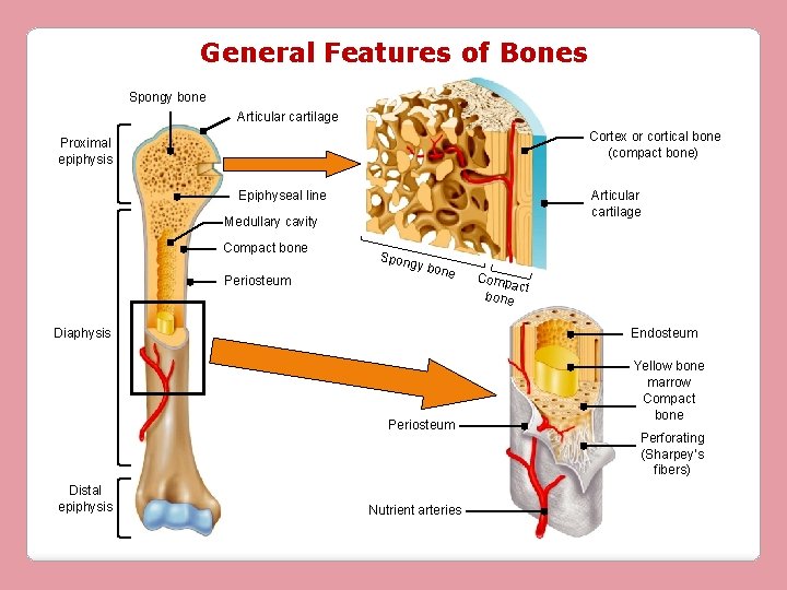 General Features of Bones Spongy bone Articular cartilage Cortex or cortical bone (compact bone)