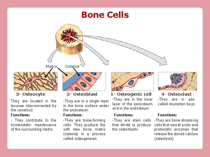 Bone Cells Matrix 3 - Osteocyte They are located in the lacunae interconnected by
