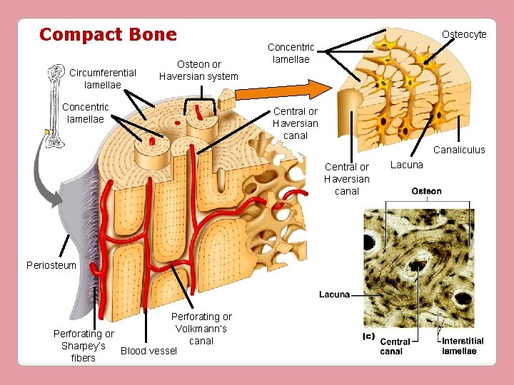Compact Bone Circumferential lamellae Osteon or Haversian system Concentric lamellae Osteocyte Concentric lamellae Central