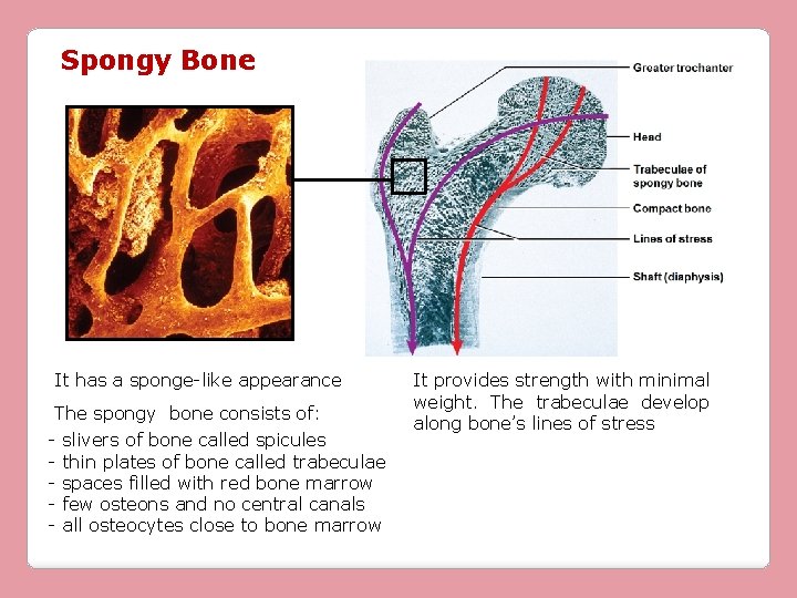 Spongy Bone It has a sponge-like appearance The spongy bone consists of: - slivers
