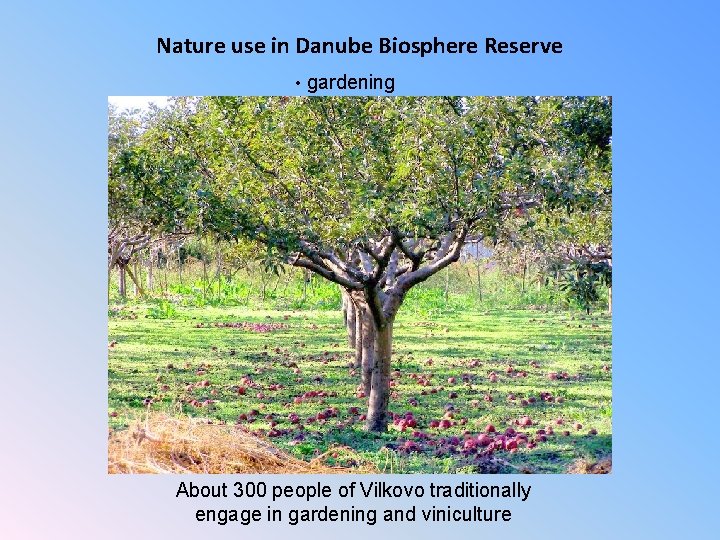 Nature use in Danube Biosphere Reserve • gardening About 300 people of Vilkovo traditionally
