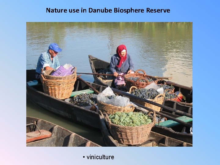 Nature use in Danube Biosphere Reserve • viniculture 