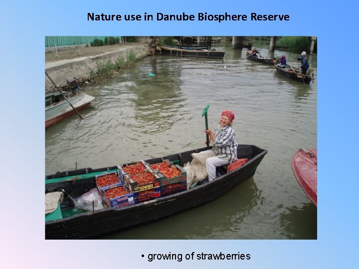 Nature use in Danube Biosphere Reserve • growing of strawberries 