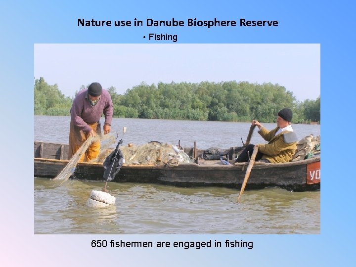 Nature use in Danube Biosphere Reserve • Fishing 650 fishermen are engaged in fishing