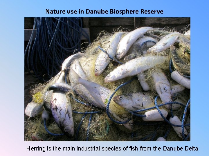 Nature use in Danube Biosphere Reserve Herring is the main industrial species of fish