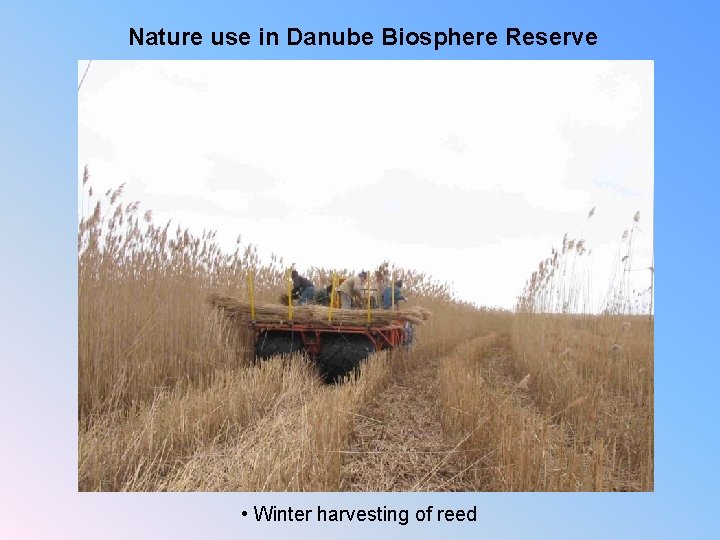 Nature use in Danube Biosphere Reserve • Winter harvesting of reed 