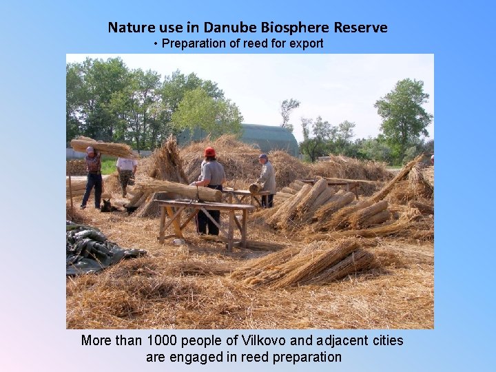 Nature use in Danube Biosphere Reserve • Preparation of reed for export More than