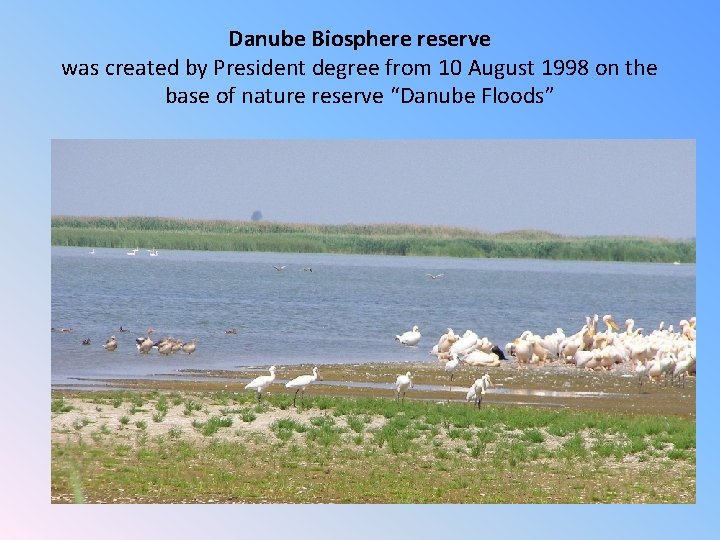 Danube Biosphere reserve was created by President degree from 10 August 1998 on the