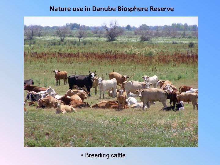 Nature use in Danube Biosphere Reserve • Breeding cattle 