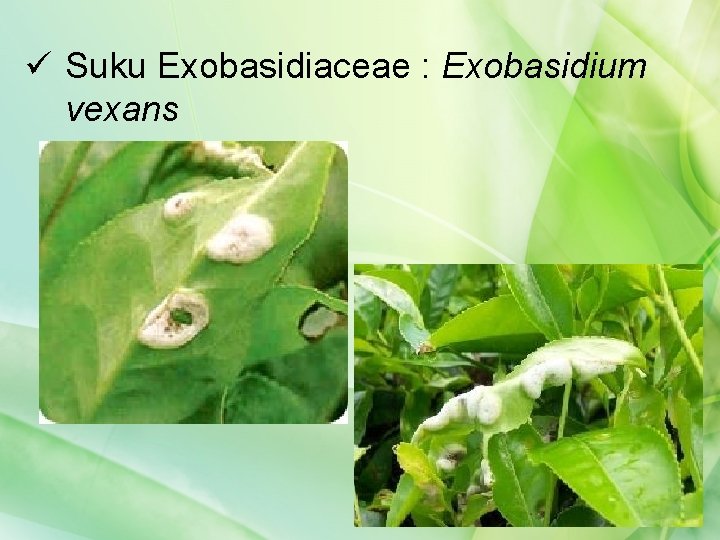 ü Suku Exobasidiaceae : Exobasidium vexans 