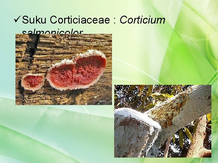 üSuku Corticiaceae : Corticium salmonicolor 