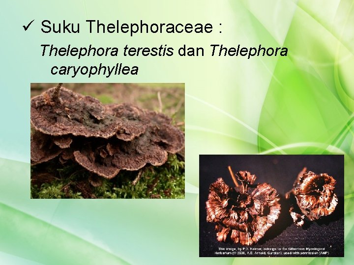 ü Suku Thelephoraceae : Thelephora terestis dan Thelephora caryophyllea 