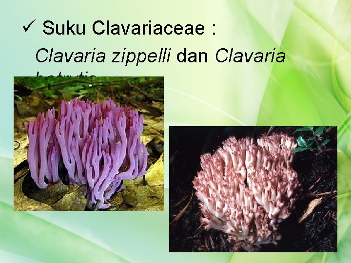 ü Suku Clavariaceae : Clavaria zippelli dan Clavaria botrytis 