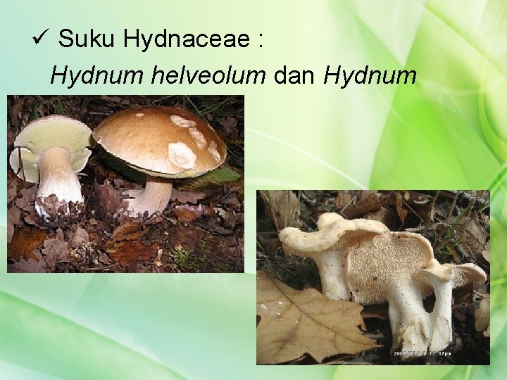 ü Suku Hydnaceae : Hydnum helveolum dan Hydnum repandum 