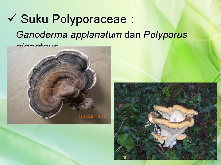 ü Suku Polyporaceae : Ganoderma applanatum dan Polyporus giganteus 