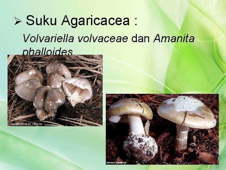 Ø Suku Agaricacea : Volvariella volvaceae dan Amanita phalloides 