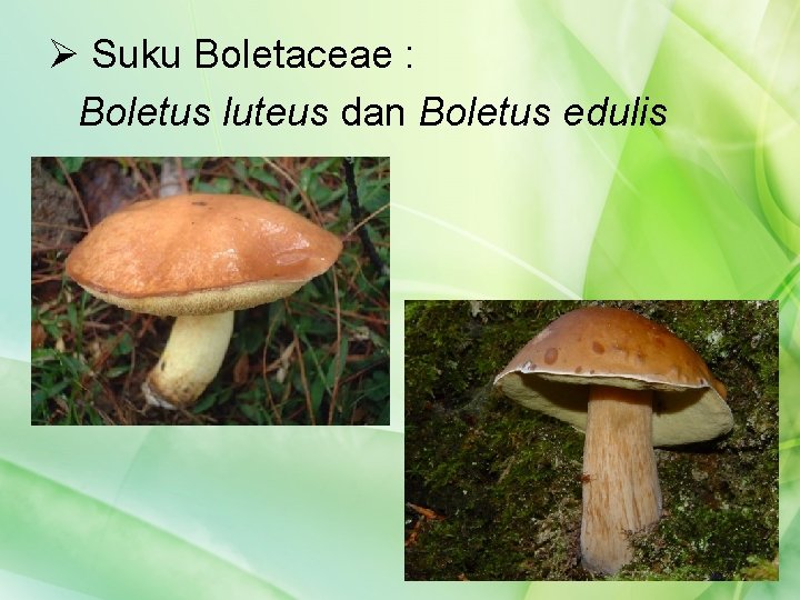 Ø Suku Boletaceae : Boletus luteus dan Boletus edulis 