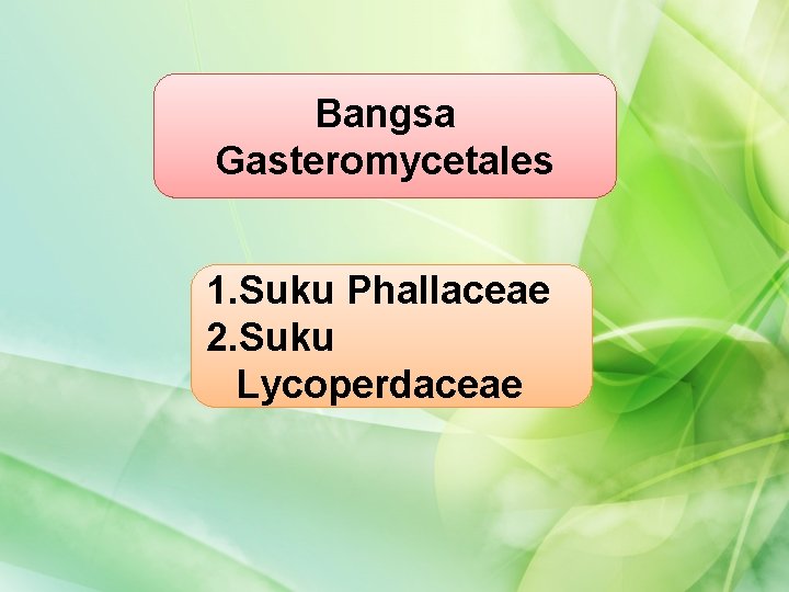 Bangsa Gasteromycetales 1. Suku Phallaceae 2. Suku Lycoperdaceae 