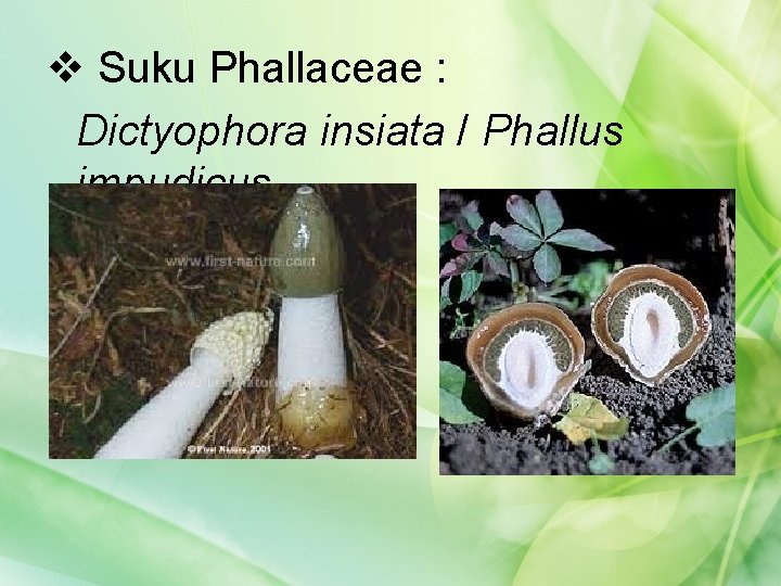 v Suku Phallaceae : Dictyophora insiata / Phallus impudicus 