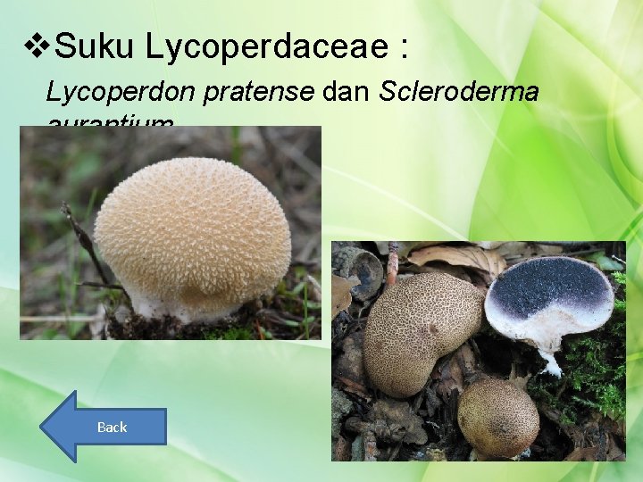 v. Suku Lycoperdaceae : Lycoperdon pratense dan Scleroderma aurantium Back 