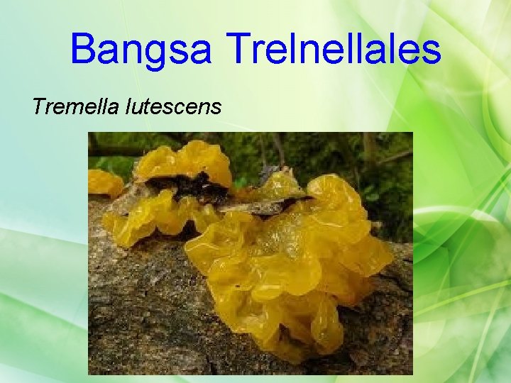 Bangsa Trelnellales Tremella lutescens 