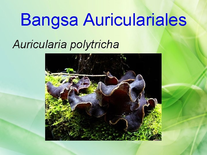 Bangsa Auriculariales Auricularia polytricha 