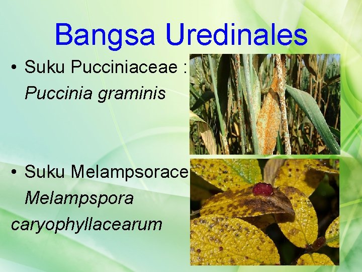 Bangsa Uredinales • Suku Pucciniaceae : Puccinia graminis • Suku Melampsoraceae : Melampspora caryophyllacearum