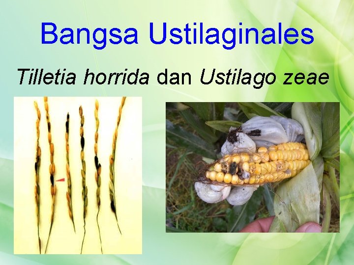 Bangsa Ustilaginales Tilletia horrida dan Ustilago zeae 