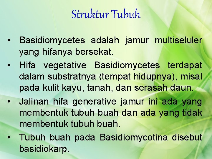 Struktur Tubuh • Basidiomycetes adalah jamur multiseluler yang hifanya bersekat. • Hifa vegetative Basidiomycetes