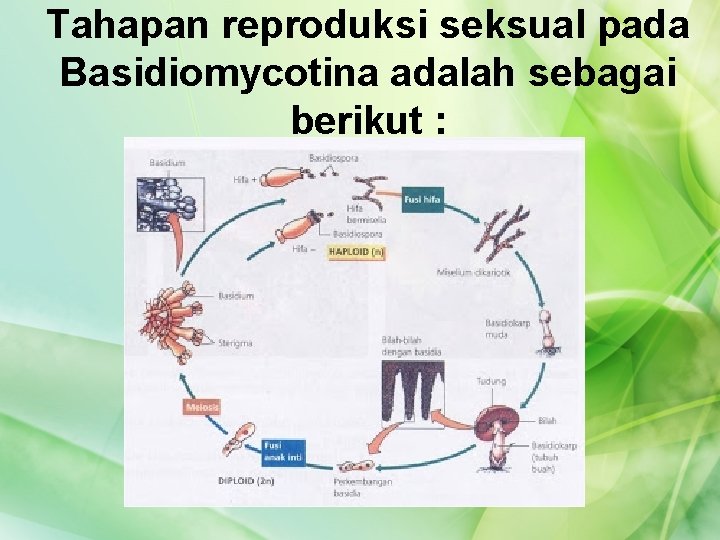 Tahapan reproduksi seksual pada Basidiomycotina adalah sebagai berikut : 