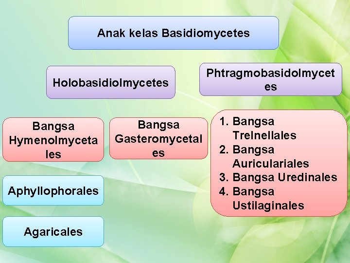 Anak kelas Basidiomycetes Holobasidiolmycetes Bangsa Hymenolmyceta les Aphyllophorales Agaricales Bangsa Gasteromycetal es Phtragmobasidolmycet es