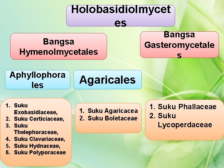 Holobasidiolmycet es Bangsa Hymenolmycetales Aphyllophora les 1. Suku Exobasidiaceae, 2. Suku Corticiaceae, 3. Suku