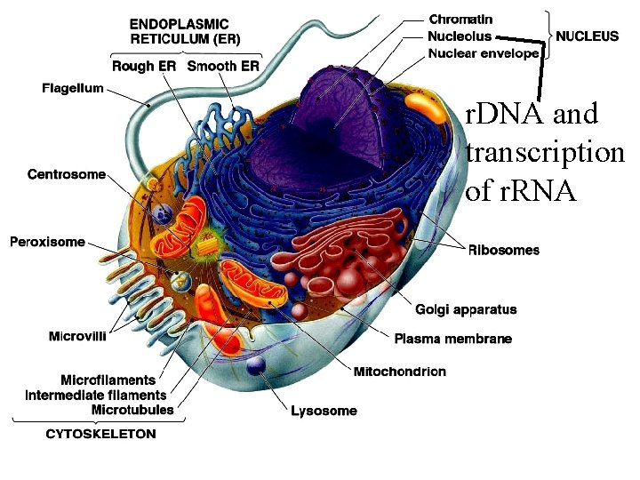r. DNA and transcription of r. RNA 