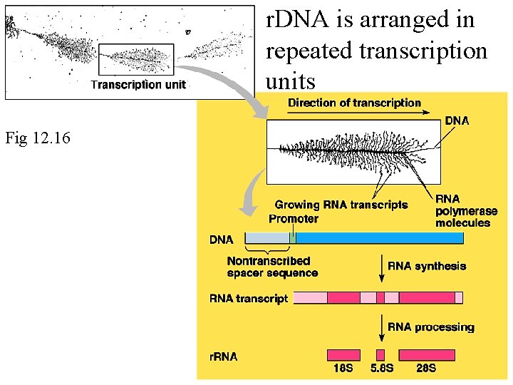 r. DNA is arranged in repeated transcription units Fig 12. 16 