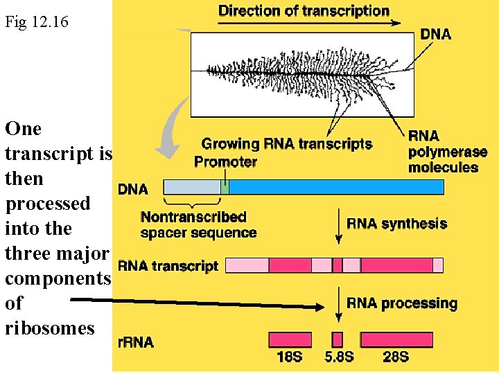 Fig 12. 16 One transcript is then processed into the three major components of