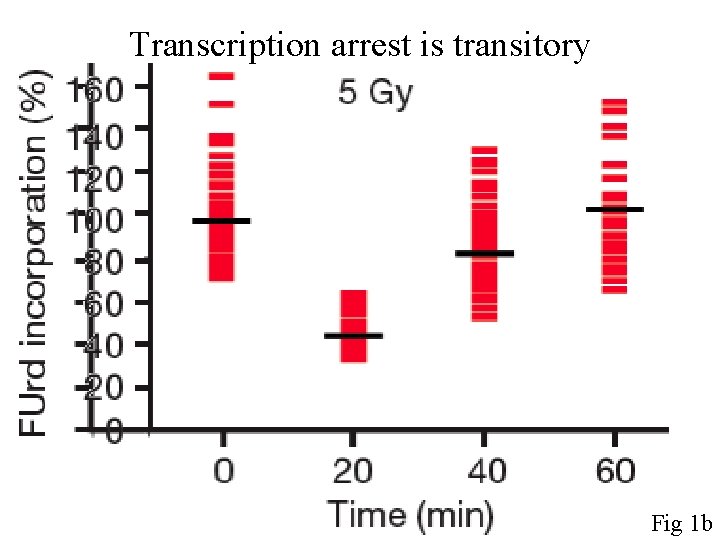 Transcription arrest is transitory Fig 1 b 