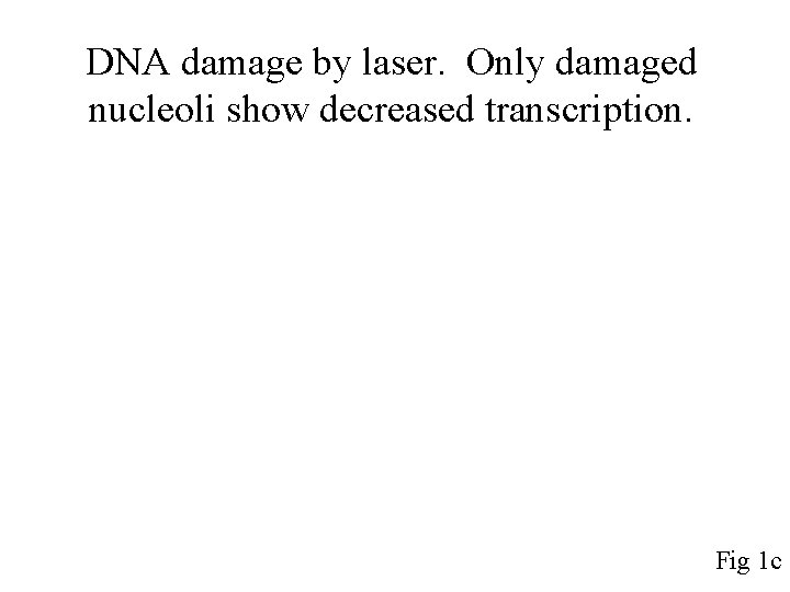 DNA damage by laser. Only damaged nucleoli show decreased transcription. Fig 1 c 