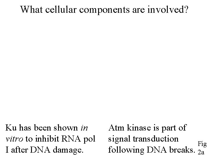 What cellular components are involved? Ku has been shown in vitro to inhibit RNA