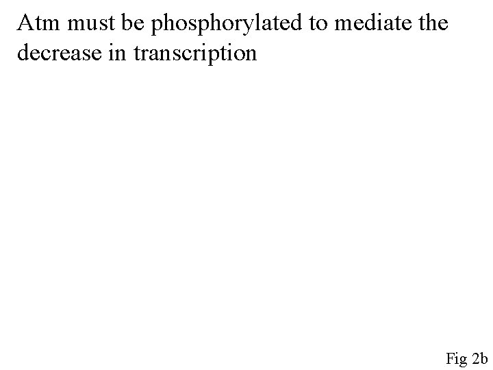 Atm must be phosphorylated to mediate the decrease in transcription Fig 2 b 