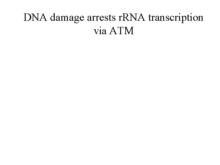 DNA damage arrests r. RNA transcription via ATM 