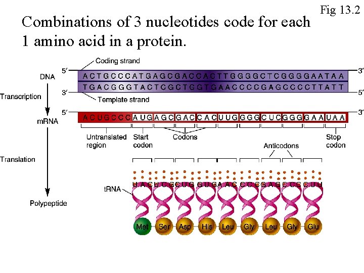 Combinations of 3 nucleotides code for each 1 amino acid in a protein. Fig