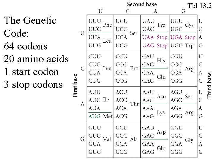 Tbl 13. 2 The Genetic Code: 64 codons 20 amino acids 1 start codon