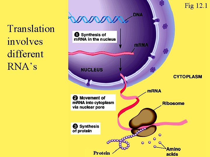 Fig 12. 1 Translation involves different RNA’s Protein 