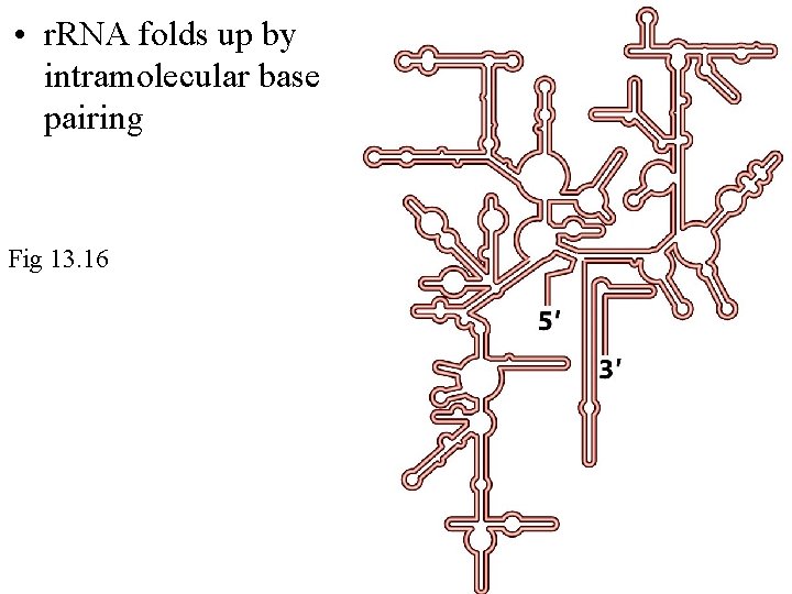  • r. RNA folds up by intramolecular base pairing Fig 13. 16 