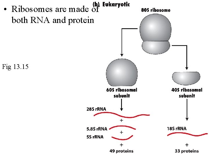  • Ribosomes are made of both RNA and protein Fig 13. 15 