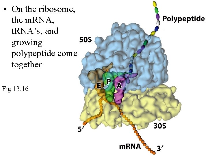  • On the ribosome, the m. RNA, t. RNA’s, and growing polypeptide come