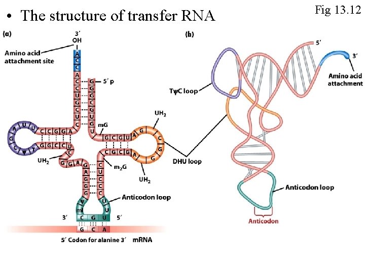  • The structure of transfer RNA Fig 13. 12 