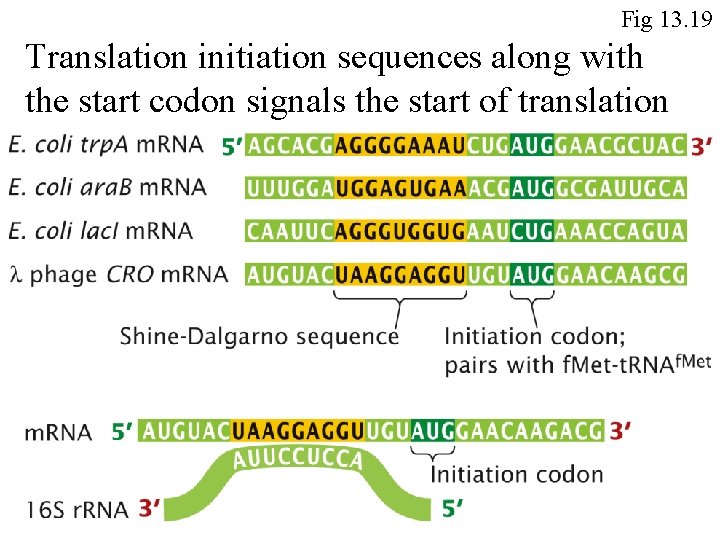 Fig 13. 19 Translation initiation sequences along with the start codon signals the start